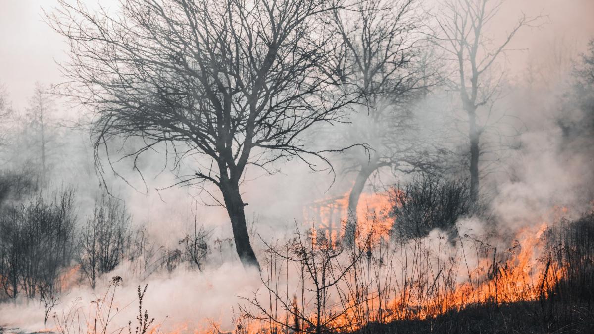 Incendio forestal.